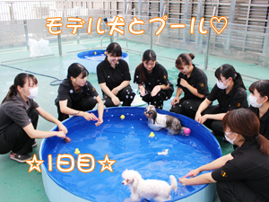 ドッグランでモデル犬とプール♪～1日目～